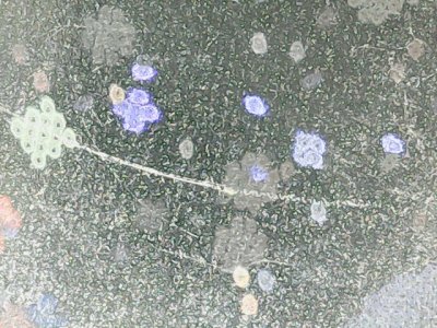 SN37767