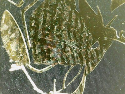 SN37791