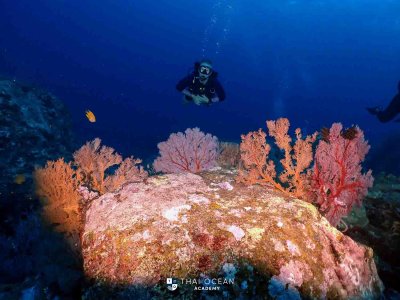 18-22 FEBRUARY 2022 North Andaman Liveaboard