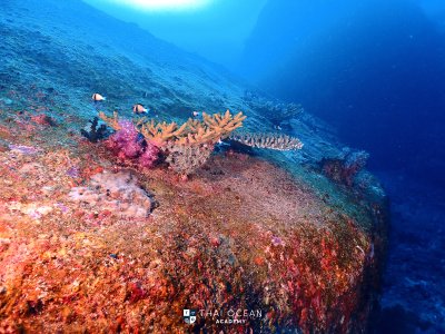 Christmas Liveaboard - Mariner Bunnak Dec 21-26 2022