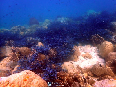 scuba diving thailand