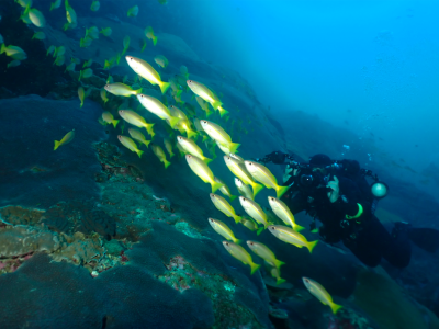 scuba diving thailand