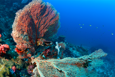 scuba diving thailand