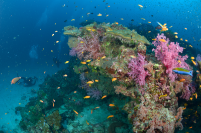 scuba diving thailand