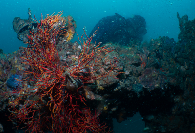 scuba diving thailand