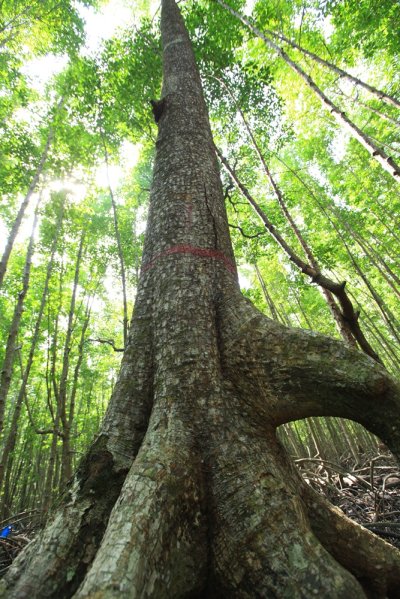 ต้นโกงกางยักษ์อายุ 200 ปี ต้นไม้แห่งสยาม