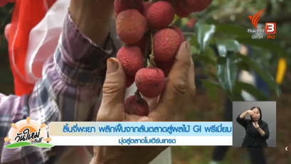 ลิ้นจี่พะเยา พลิกฟื้นจากล้นตลาดสู่ผลไม้ GI พรีเมี่ยม มุ่งสู่ตลาดโมเดิร์นเทรด