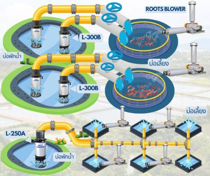 Job Report : Shrimp Farm - Chumphon