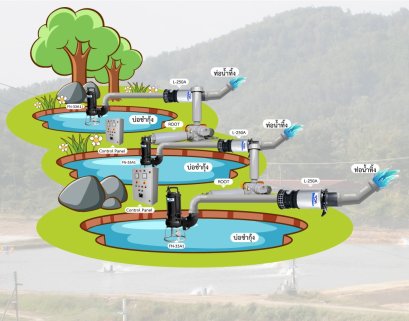 ฟาร์มกุ้งทองคำ-หลังสวน จังหวัดชุมพร