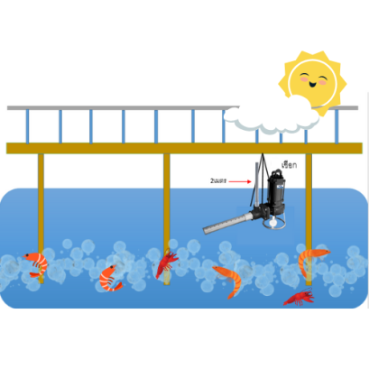 Job Report : Shrimp Farm, Ranong Province, Thailand