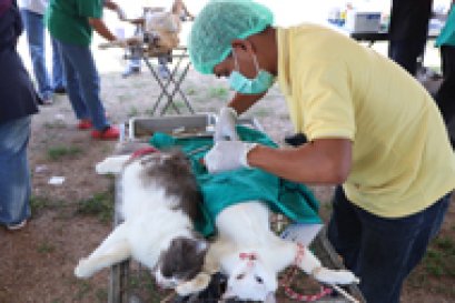 รณรงค์ฉีดวัคซีนป้องกันโรคพิษสุนัขบ้า 62