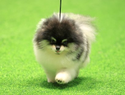 ธันเดอร์ลงสนามประกวดสุนัขปอมเมอเรเนียน