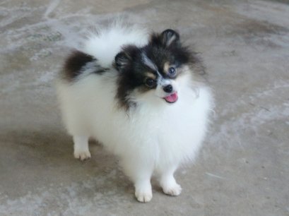 update3/12/68-บิ๊กเกอร์(m) มิลค์กี้(f) (บีบี+ธันเดอร์)