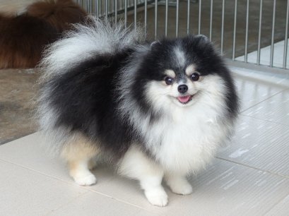 update27/7/68-สุนัขปอมเมอเรเนี่ยน ไตรคัลเลอร์  โฮมบรีดคอกแรก