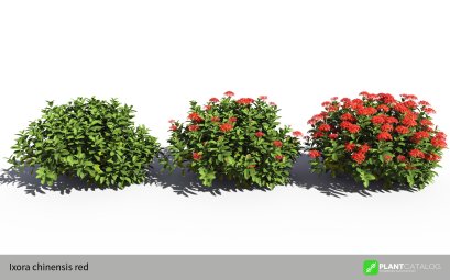 โครงการพัฒนา 3D Library ต้นไม้จัดสวนในประเทศไทย