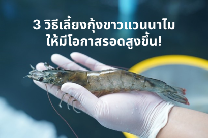 How to Raise Vannamei Shrimp for a High Survival Rate!