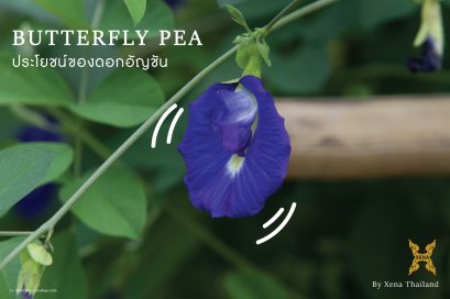 ประโยชน์ของดอกอัญชัน