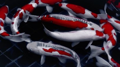 เคล็ดลับ…ที่ไม่ลับ ของการเลี้ยงปลาคาร์ฟ