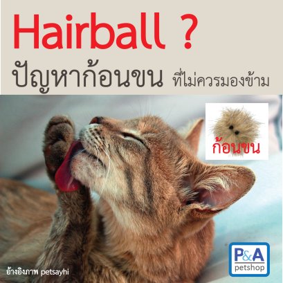 Hairball ??? ปัญหาก้อนขนของแมว