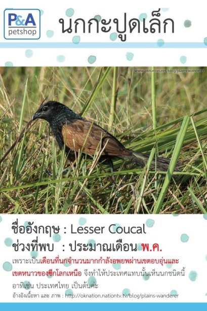 นกกะปูดเล็กพบที่ไหน???