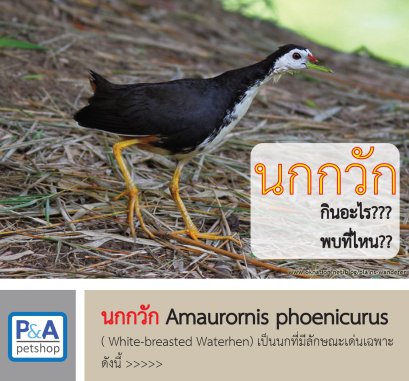 เกร็ดความรู้เกี่ยวกับนกกวัก