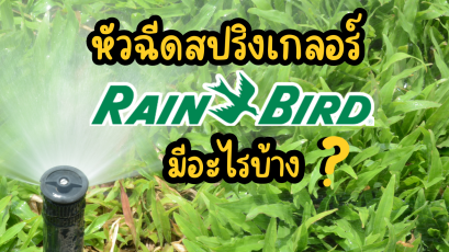 หัวฉีดสเปรย์ของ RAIN BIRD ร้านเรามีอะไรบ้าง