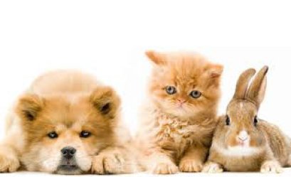 สัตว์เลี้ยง