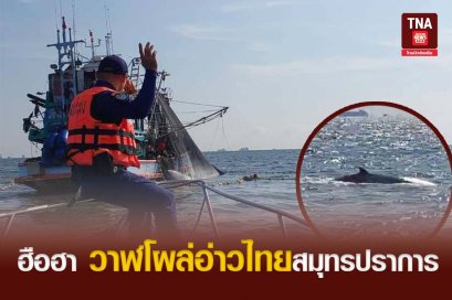 ฮือฮา วาฬโผล่อ่าวไทยสมุทรปราการ