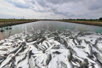 กลุ่มฅนรักษ์เกษตร ลงพื้นที่ติดตามปัญหาปลากะพงขาว ค้างบ่อมากกว่า 4,000 ตัน