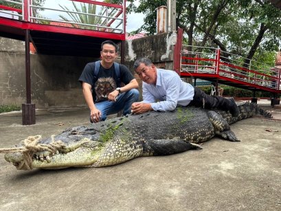 ฟาร์มจระเข้ฯ ปากน้ำ เปิดตัว "เจ้าใหญ่" จระเข้ยักษ์น้ำเค็ม ใหญ่ที่สุดในโลก