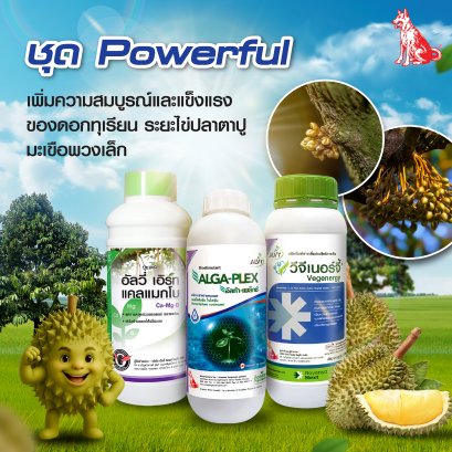 เพิ่มความสมบูรณ์และแข็งแรงของดอกทุเรียน ระยะไข่ปลาตาปู-มะเขือพวงเล็ก