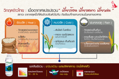 สรุปจบในภาพเดียว ทำไม เดี๋ยวร้อน เดี๋ยวหนาว เดี๋ยวฝน ถึงเป็นเพชฌฆาตเงียบฆ่าข้าวไทย?