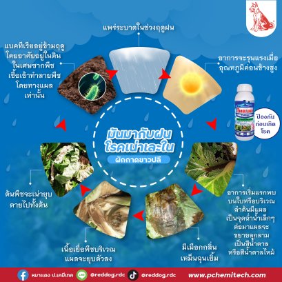 มันมากับฝน....รู้จักและเตรียมรับมือโรคเน่าเละในผักกาดขาวปลี