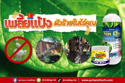 เพลี้ยแป้งคืออะไร