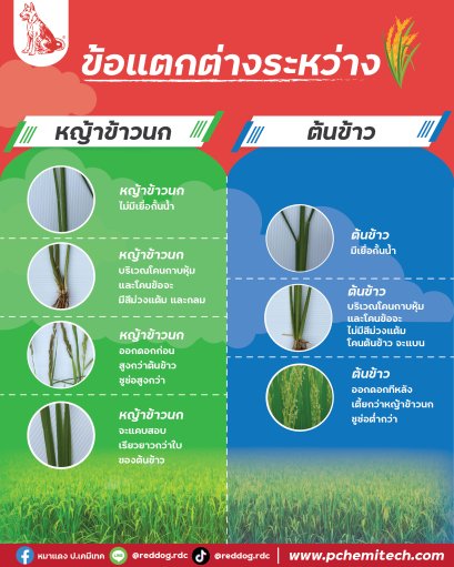 ข้อแตกต่างระหว่าง หญ้าข้าวนก หรือหญ้าพุ่มพวง และ ต้นข้าว 