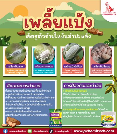 เพลี้ยแป้งศัตรูตัวร้ายในมันสำปะหลัง