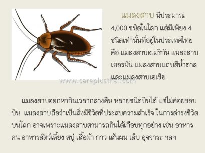 แมลงสาบ