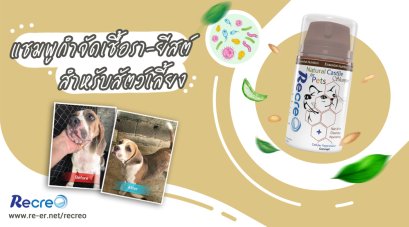 รีวิว Recreo แชมพูCastileช่วยลดยีสต์ เชื้อรา ลดอาการแพ้ อาการติดเชื้อที่ผิวหนัง กำจัดเห็บหมัดในสุนัขและแมว ไม่มีสาร SLS SLES