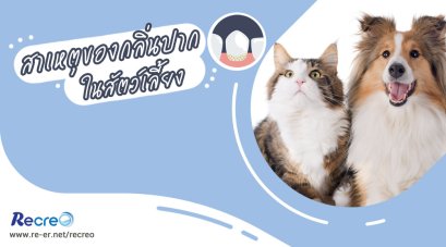 สาเหตุของกลิ่นปากในสุนัขและแมว สาเหตุที่ซ่อนอยู่เบื้องหลังและผลกระทบที่รอวันประทุ