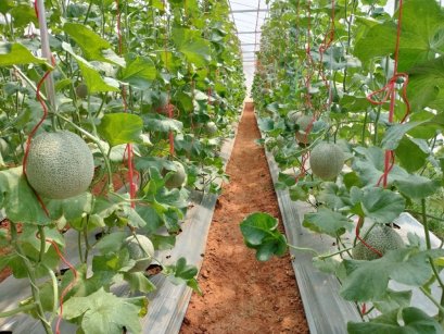 บ้านห้วยเป้า พลิกฟื้นจากเกษตรเคมี สู่ชุมชนต้นแบบยั่งยืน ภายใต้แนวทางการพัฒนาแบบโครงการหลวง