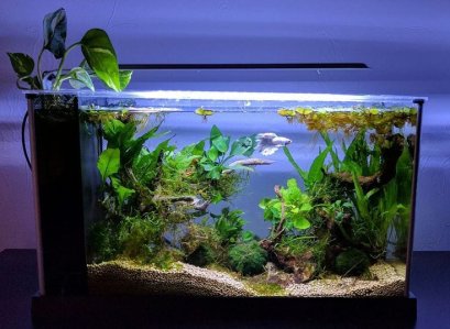 วิธีล้าง "ตู้ปลา" ให้สะอาดหมดจด