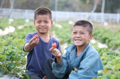 เกษตรกรรมยั่งยืนที่บ้านหนองเขียว: จ.แม่ฮ่องสอน เปลี่ยนอนาคตด้วยเกษตรอินทรีย์  
