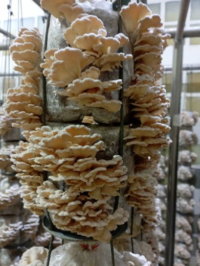 เห็ดแครงสายพันธุ์ใหม่จากแล็บไบโอเทคสู่จานอาหารไทย เส้นทางโปรตีนทางเลือกแห่งอนาคตที่เริ่มจากฟาร์ม"