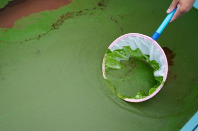 ไข่ผำ จากบ่อสู่บูธ! พลิกพืชน้ำพื้นบ้านสู่ Superfood แห่งอนาคต