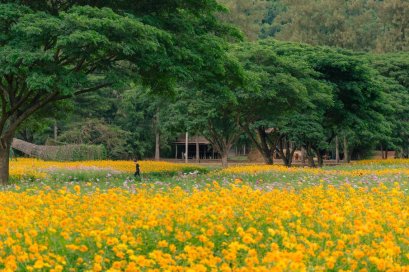 ปีใหม่นี้ ชวนมาม่วนรับลมหนาว ชมดอกไม้บาน ในงาน จิม ทอมป์สัน ฟาร์ม 2566 "ไอเขียนเลตเตอร์ถึงเธอฟาร์มจิม"