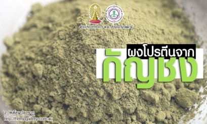 กฏเกณฑ์การบริโภคโปรตีนสกัดจากกัญชง (hemp)