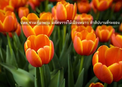 ปตท.ชวนเที่ยวงาน มหัศจรรย์ไม้เมืองหนาว ทิวลิปบานที่ระยอง 