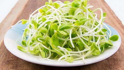 ต้นอ่อนทานตะวัน (กิโลกรัม)