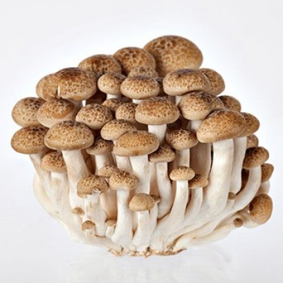 เห็ดชิเมจิดำ (กิโลกรัม)