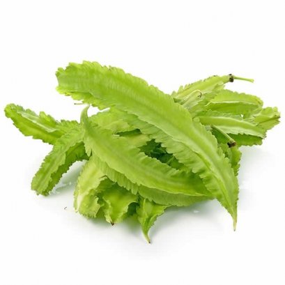 ถั่วพู (ขีด)